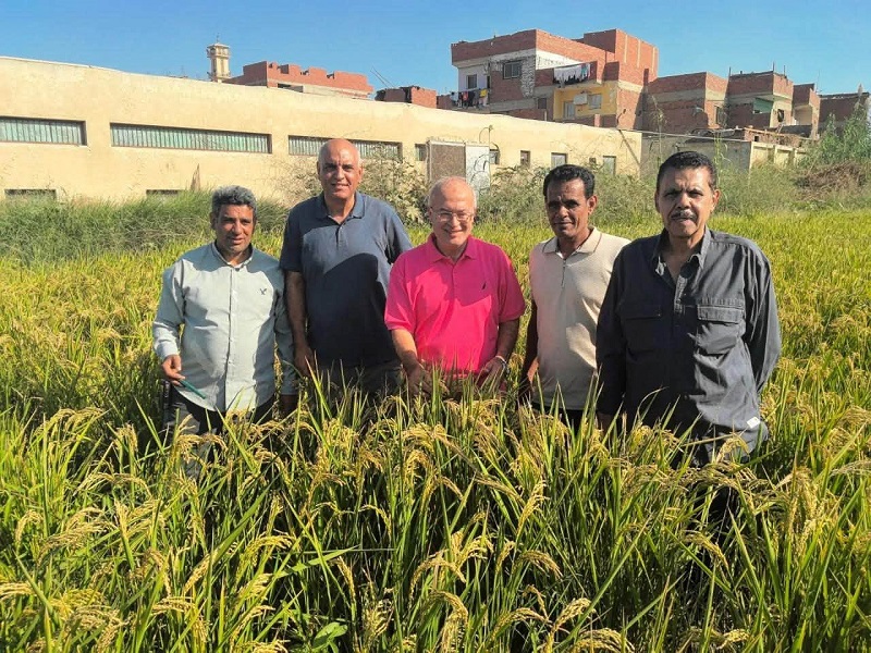 The Faculty of Agriculture Harvests Rice from Six Feddans and Offers the Produce to University Staff and Members at Discounted Prices