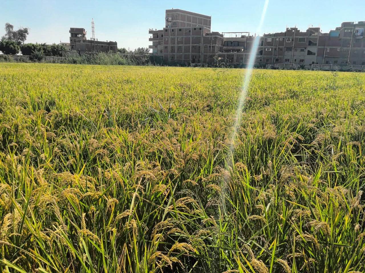 قطاع البيئة