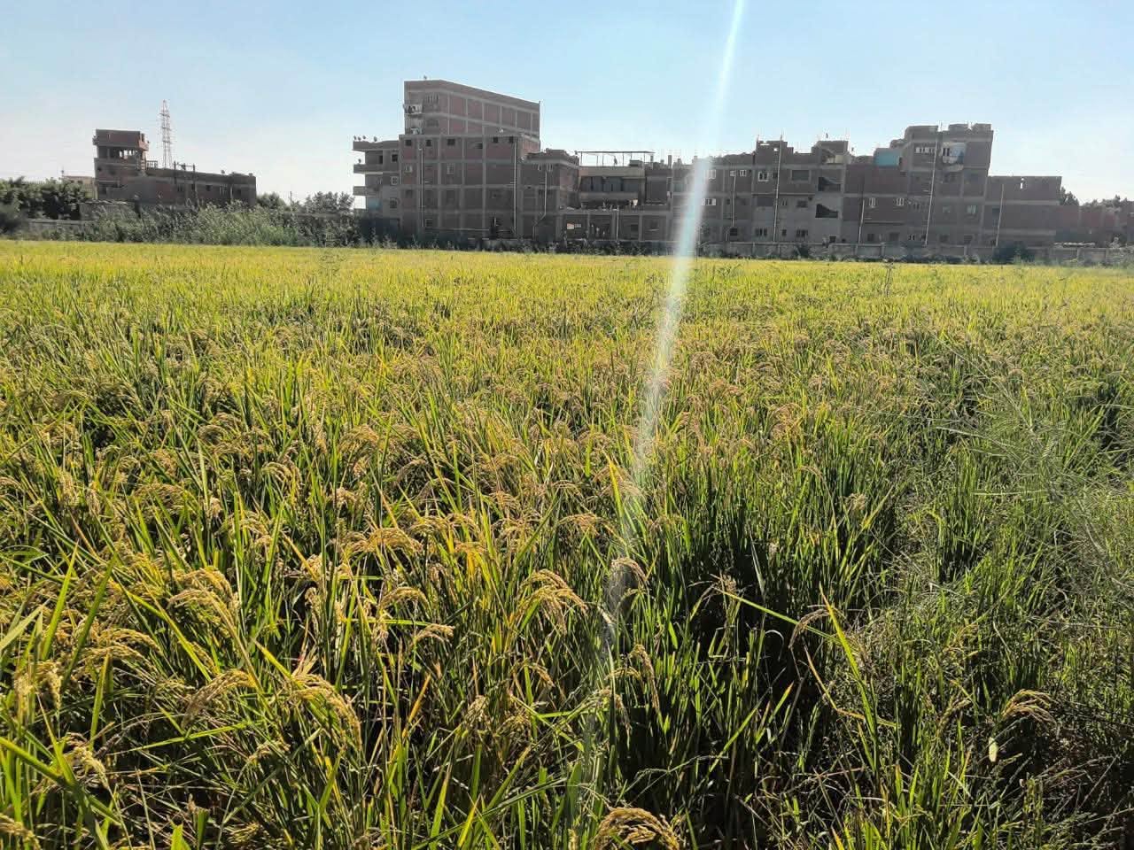 قطاع الدراسات العليا