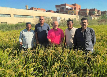 The Faculty of Agriculture Harvests Rice from Six Feddans and Offers the Produce to University Staff and Members at Discounted Prices